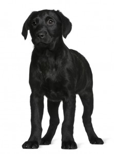 Labrador puppy, 3 months old, standing in front of white background