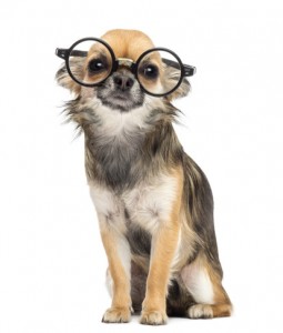 Chihuahua wearing round glasses ,sitting and looking at camera against white background